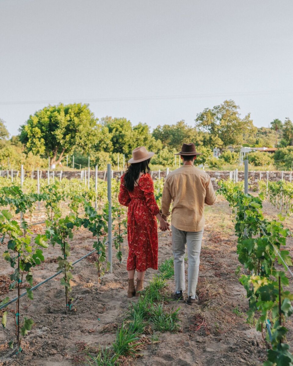 viñedos cerca de cdmx