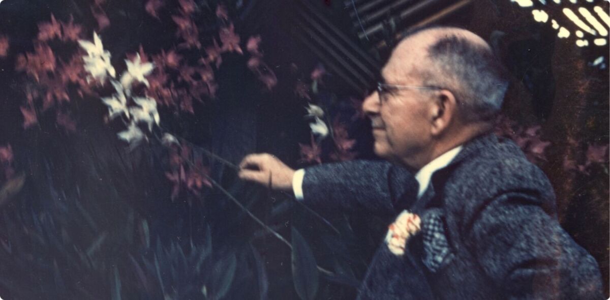 Expo-venta de orquídeas