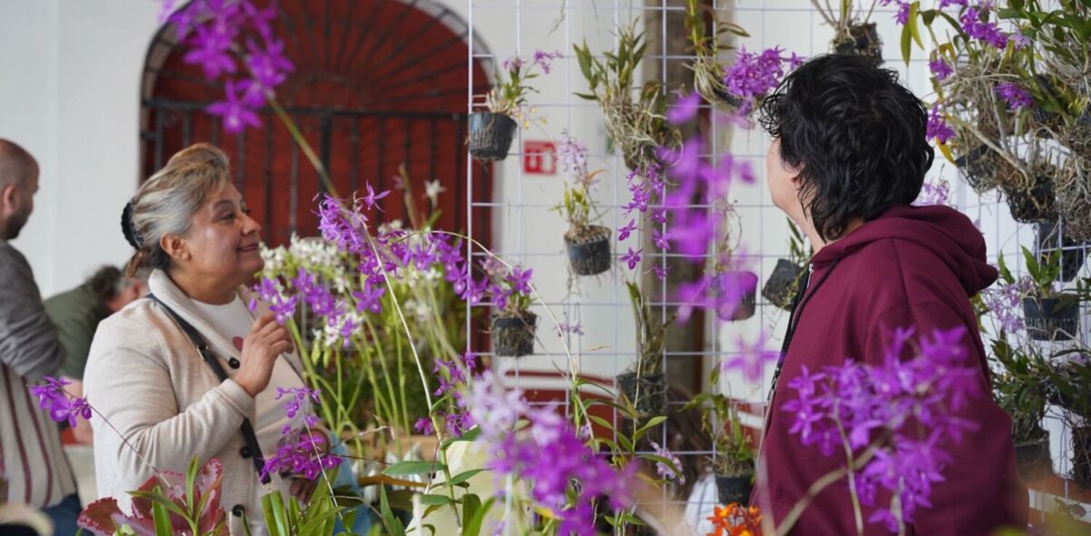 Venta de orquídeas