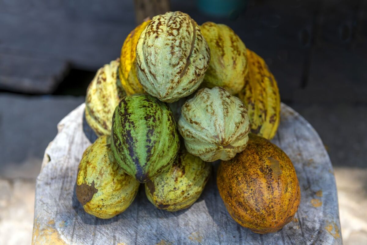 En Comalcalco se produce la mayor cantidad del cacao del país 