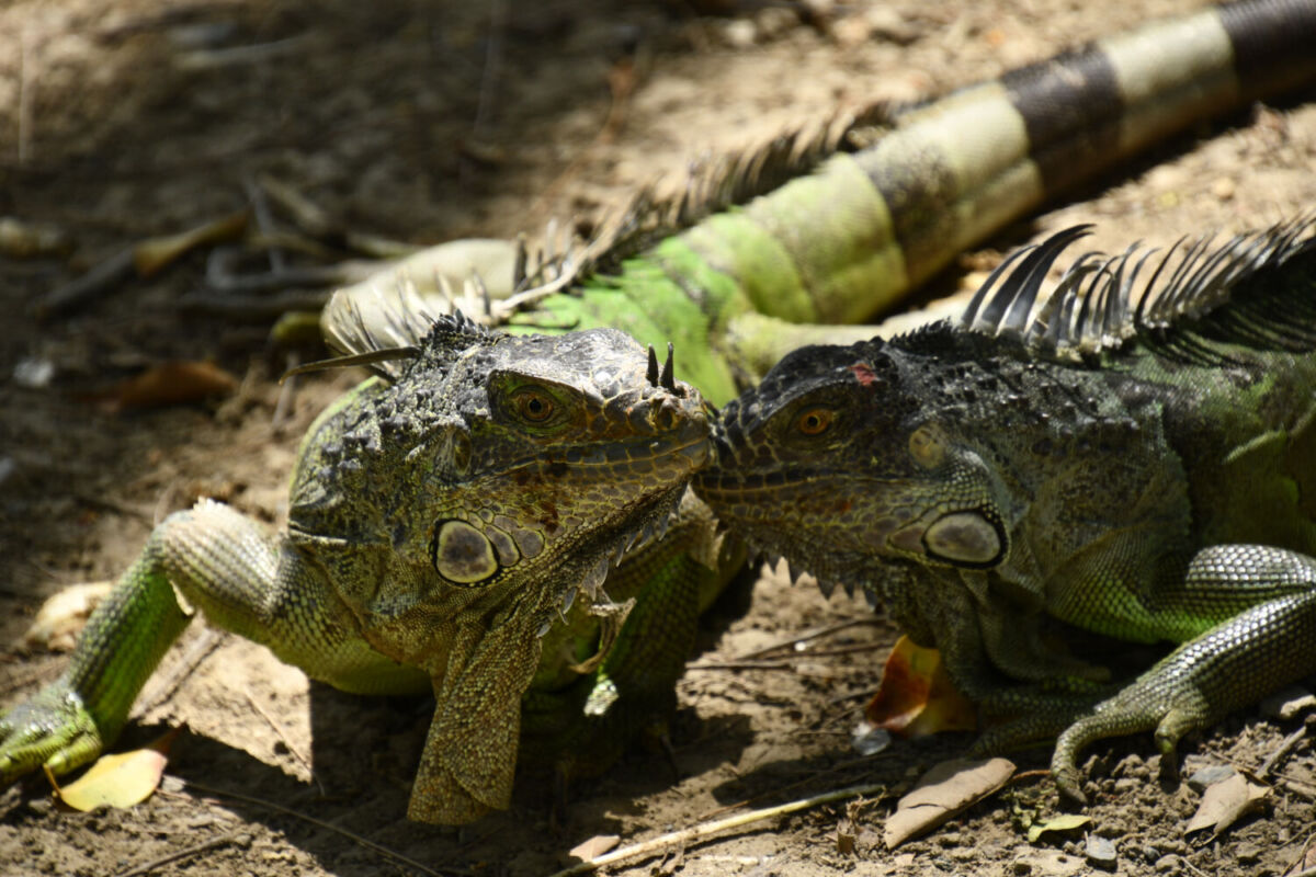 Santuario de la Iguana en Tuxpan