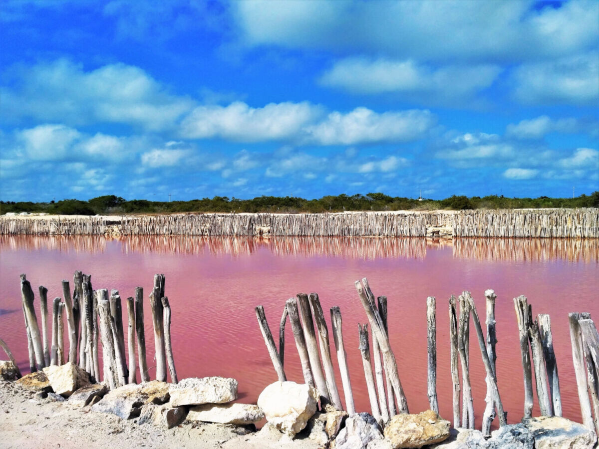 Lagunas rosas en México nacen por la alta cantidad de sal en el agua y por la presencia de microorganismos y algas 