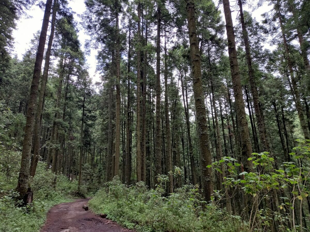 La Marquesa es un área natural protegida en el Estado de México 