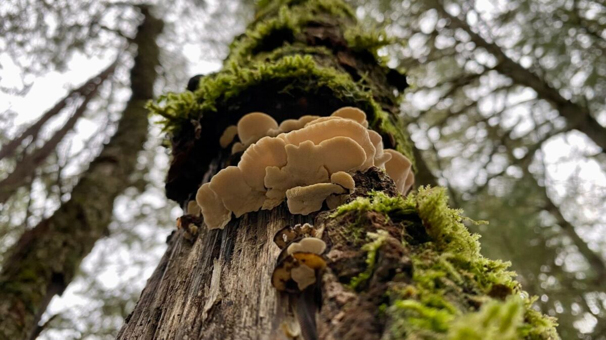 hongos y experiencias espirituales en san josé del pacífico