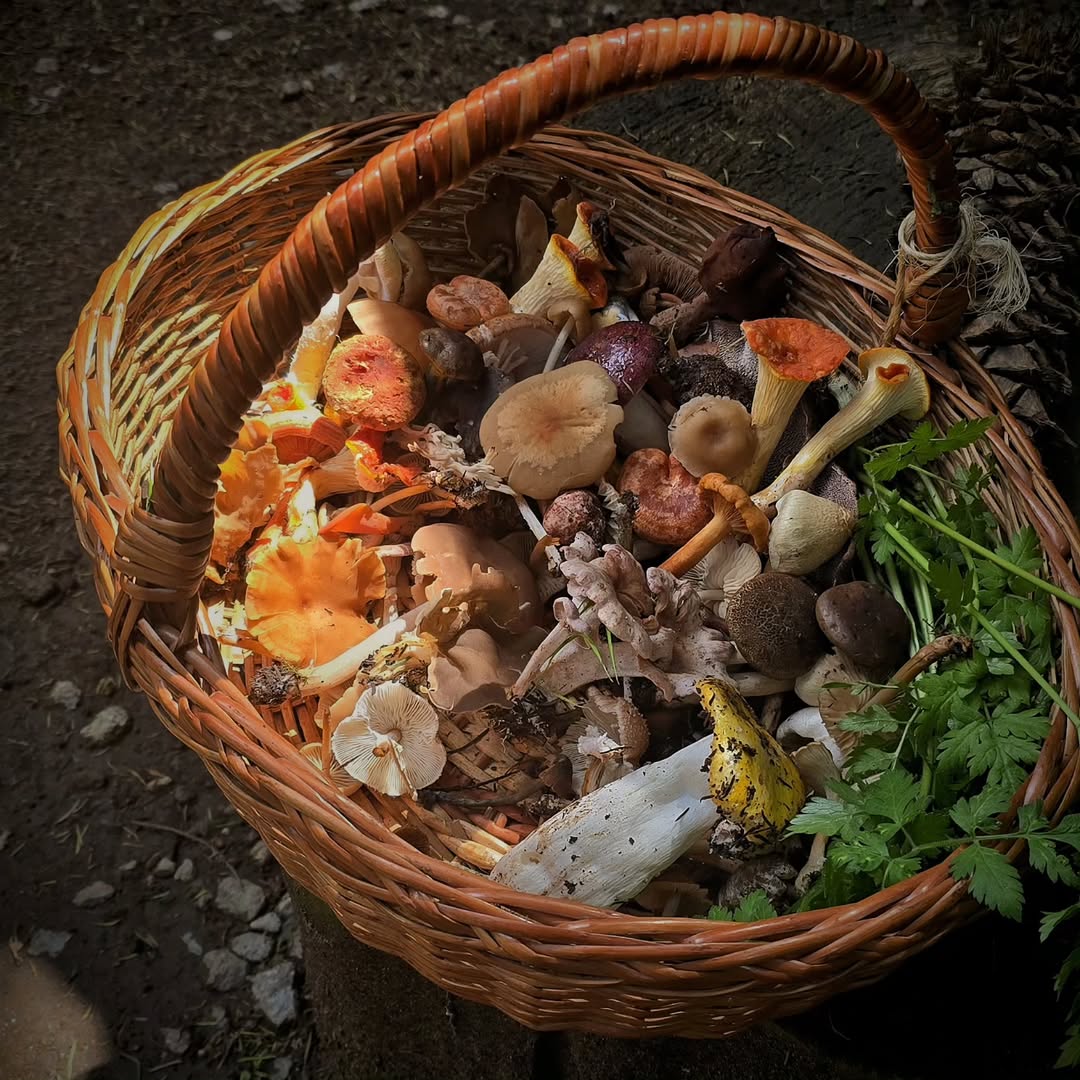 recoleccion de hongos en cubo