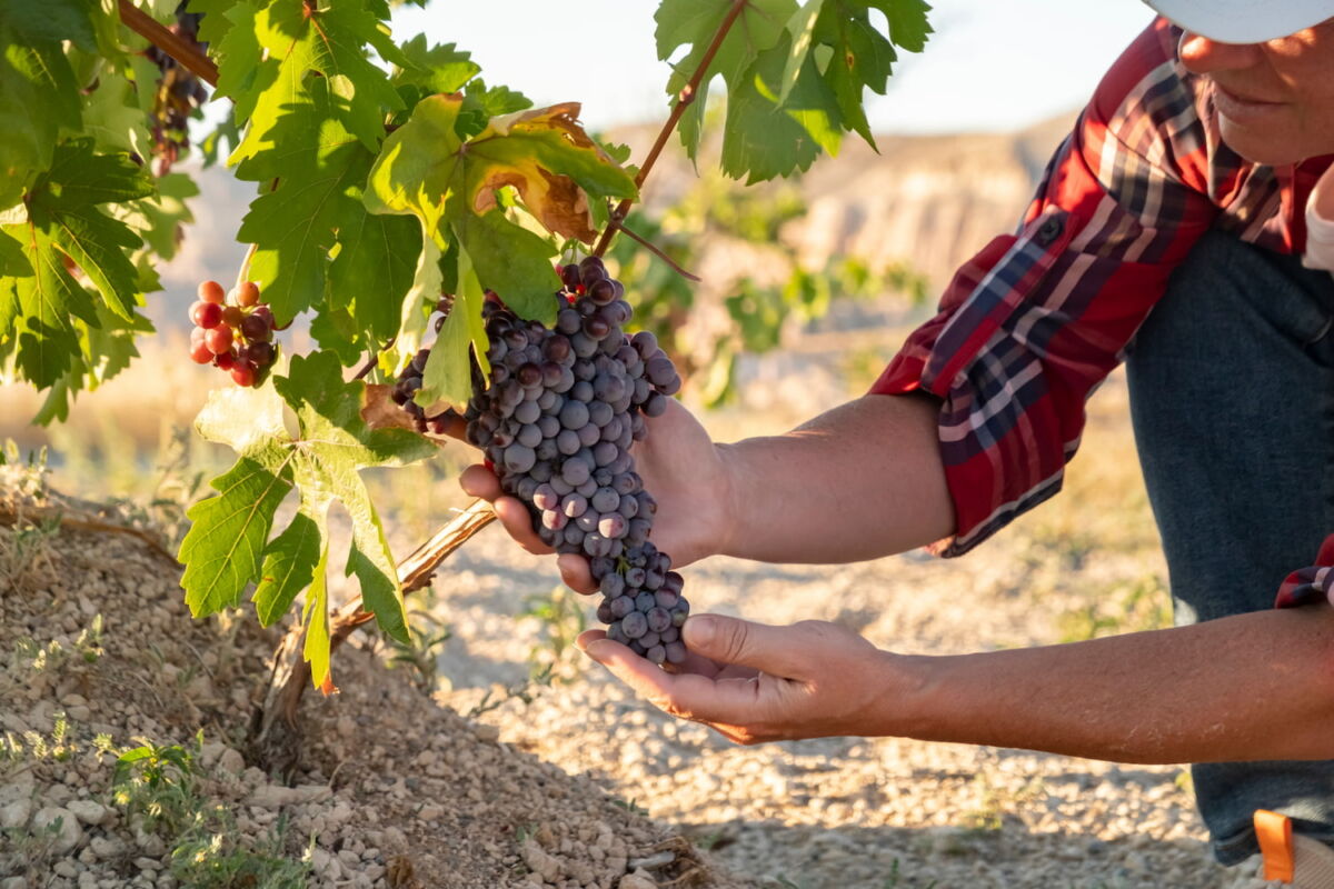 En estas botellas hay más que vino: las historias de migrantes mexicanos que las hicieron posibles