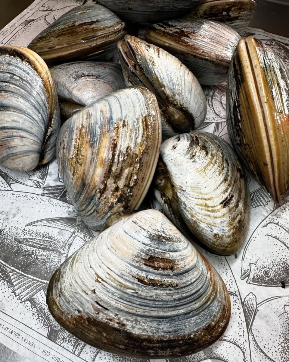 Conchas de Almeja Pismo