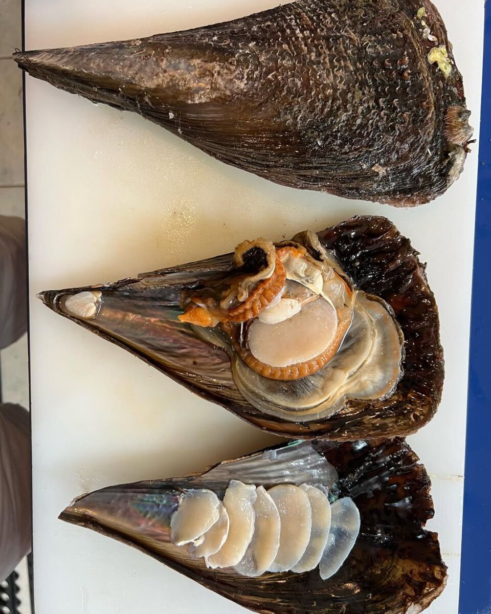Callo de hacha veda