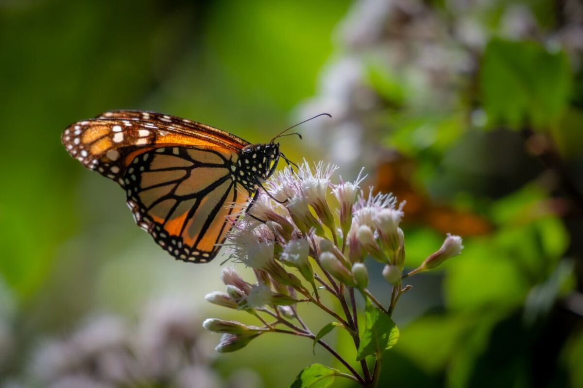 avistamiento de mariposas monarca en temascaltepec, estado de méxico