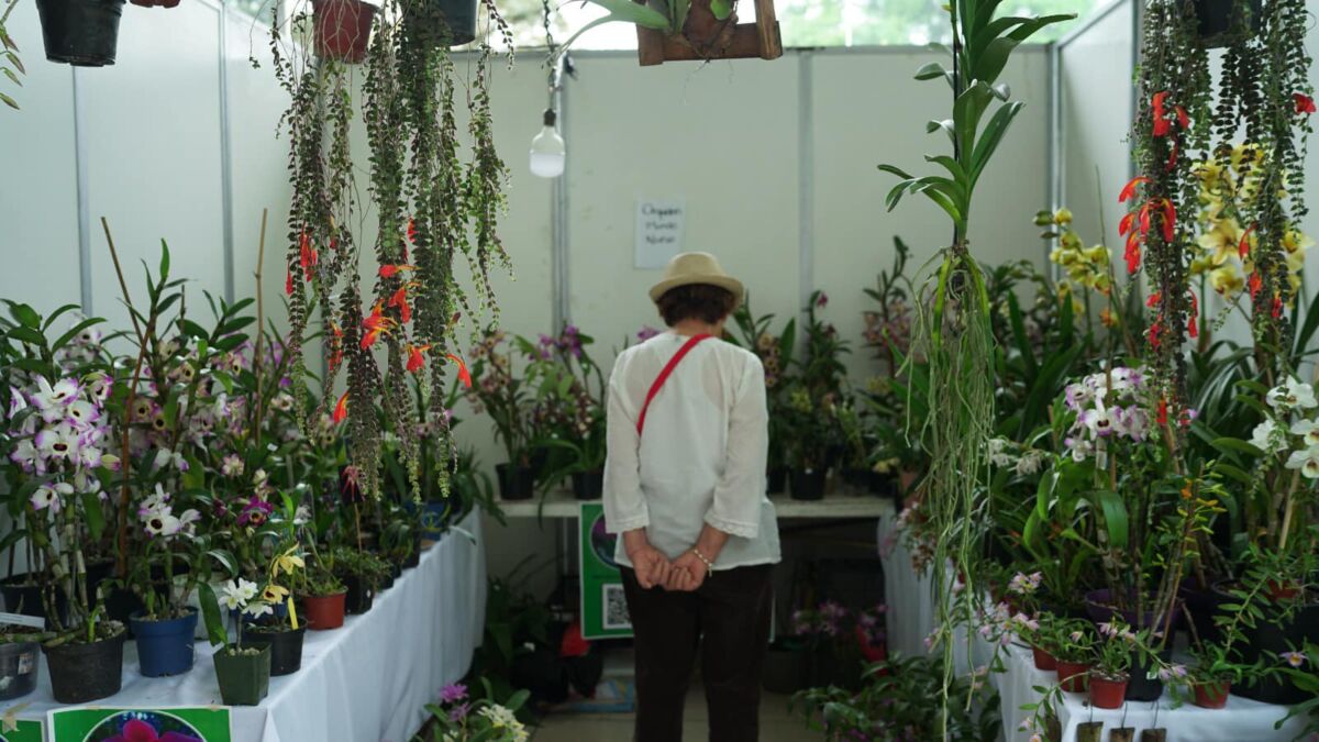 Festival Internacional de la Orquídea