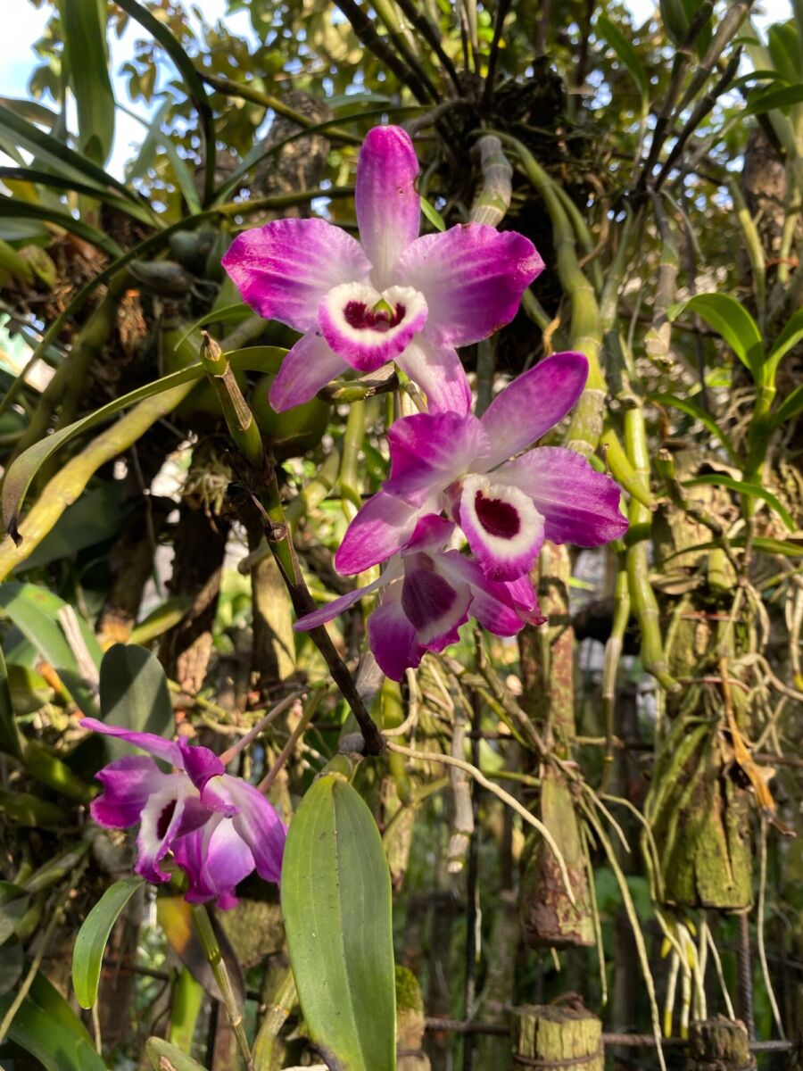Coatepec, la capital de las orquídeas