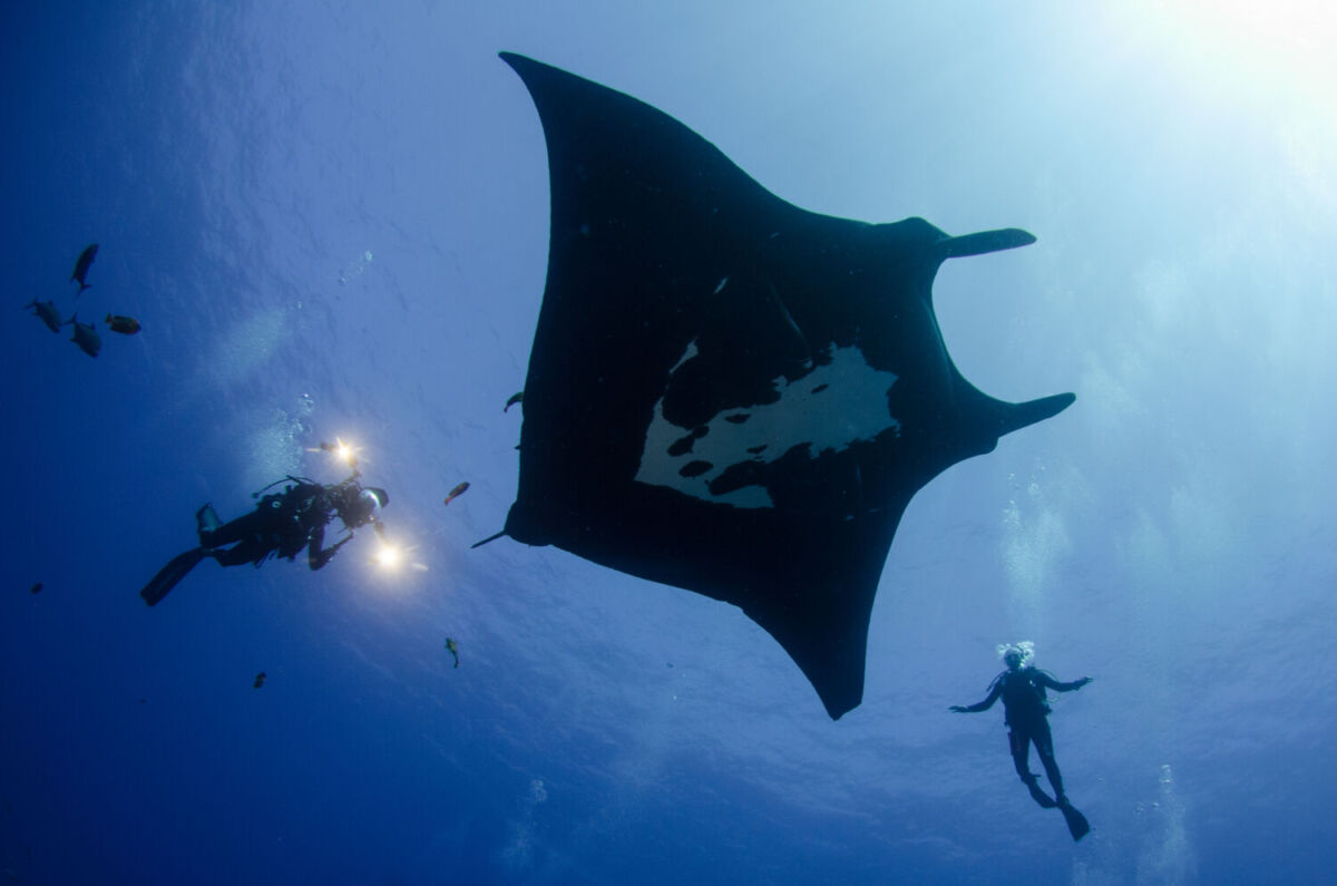 Mantarraya en Isla Clarión