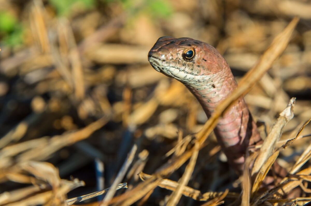 Culebra chirriadora de la Isla Clarión