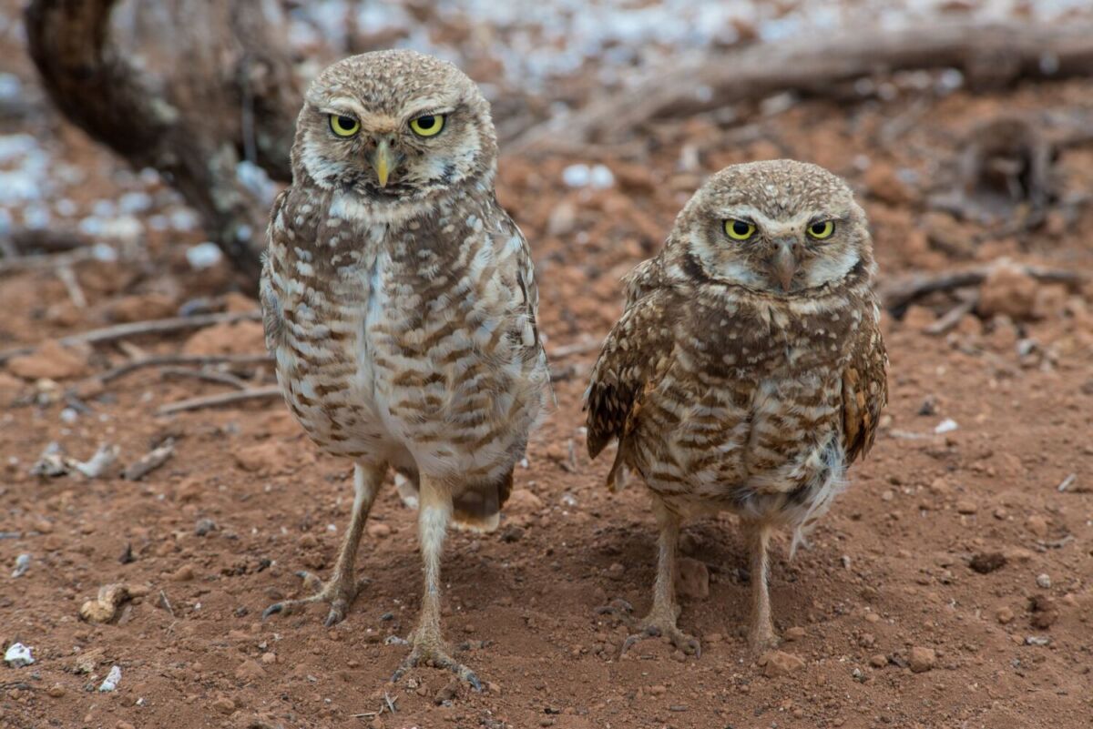 Tecolote de Clarión
