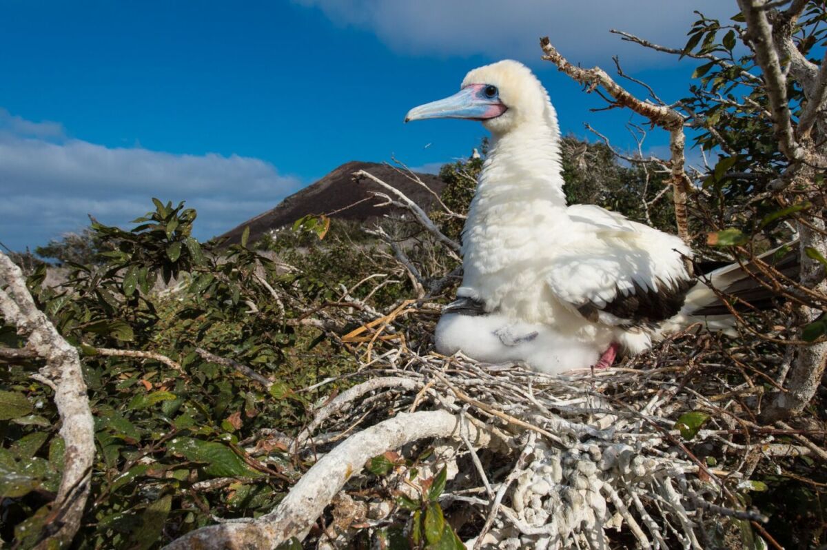 Animales de Isla Clarión 