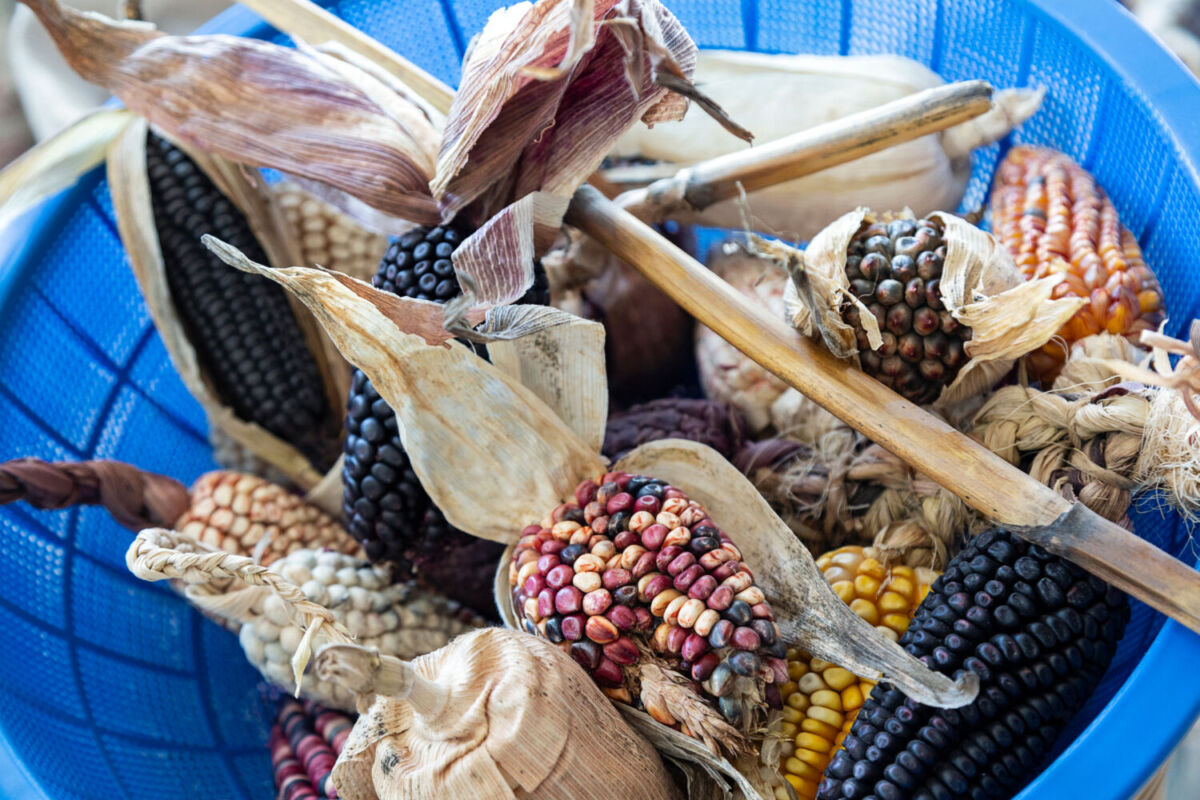 elotes de maíz criollo 