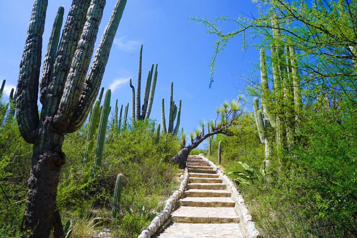 El Jardín Botánico Helia Bravo Hollis lleva el nombre de la primera bióloga titulada en México 