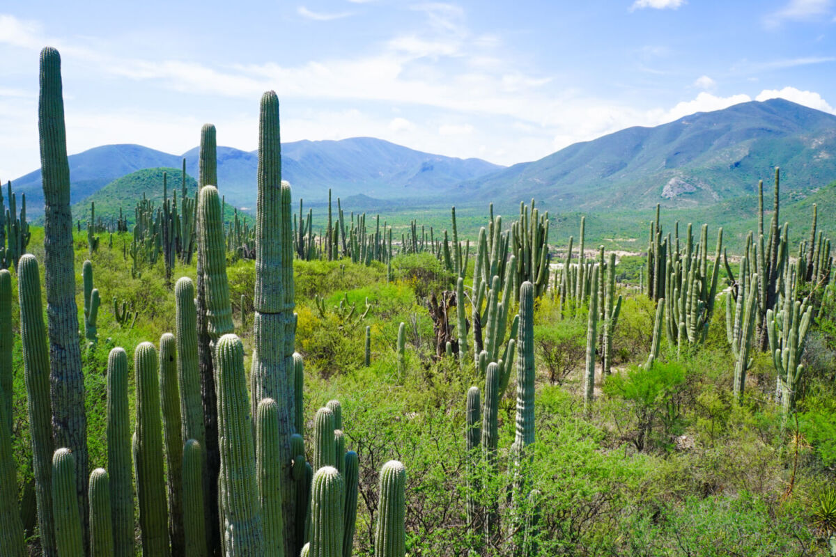 Reserva de la Biosfera Tehuacán-Cuicatlán