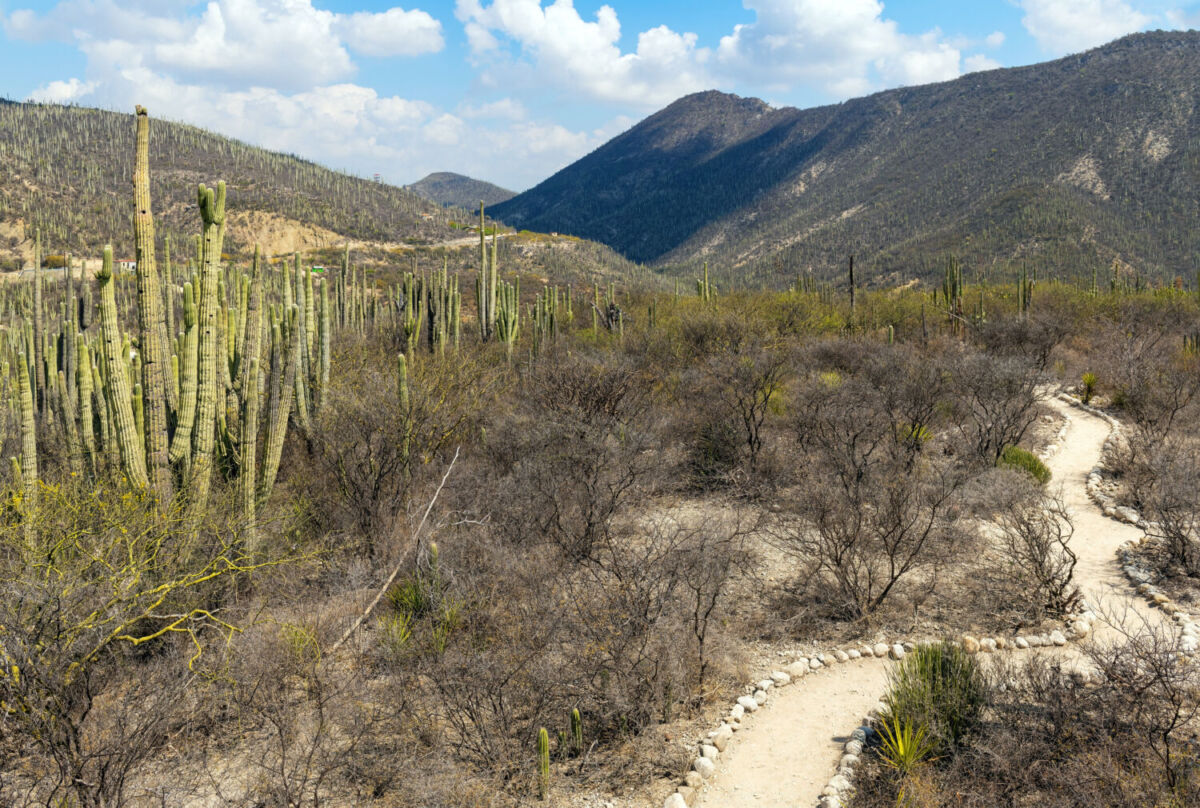 En el Jardín Botánico Helia Bravo Hollis hay cactus de hasta 10 metros de altura 