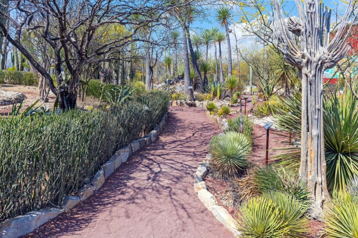 Jardín Botánico Helia Bravo Hollis 