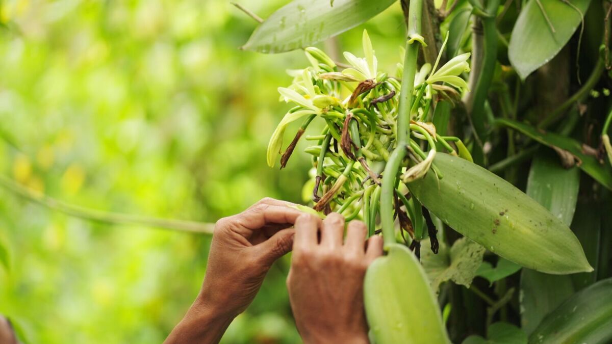flor de vainilla en un árbol 