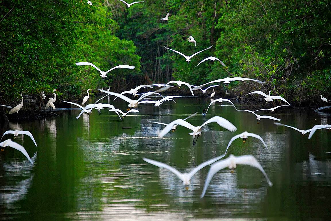 Los Pantanos de Centla son hogar de una gran población de aves marinas migratorias