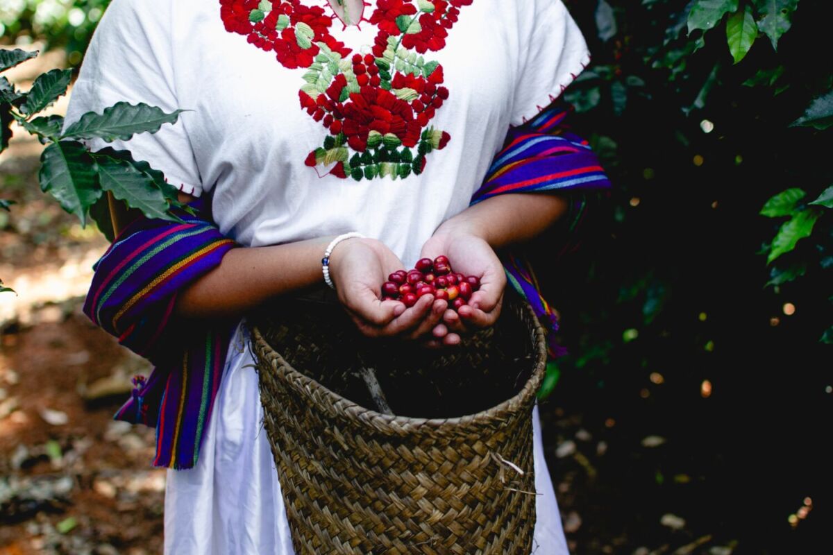 Este pueblito en Veracurz amanece rodeado de neblina y olor a café