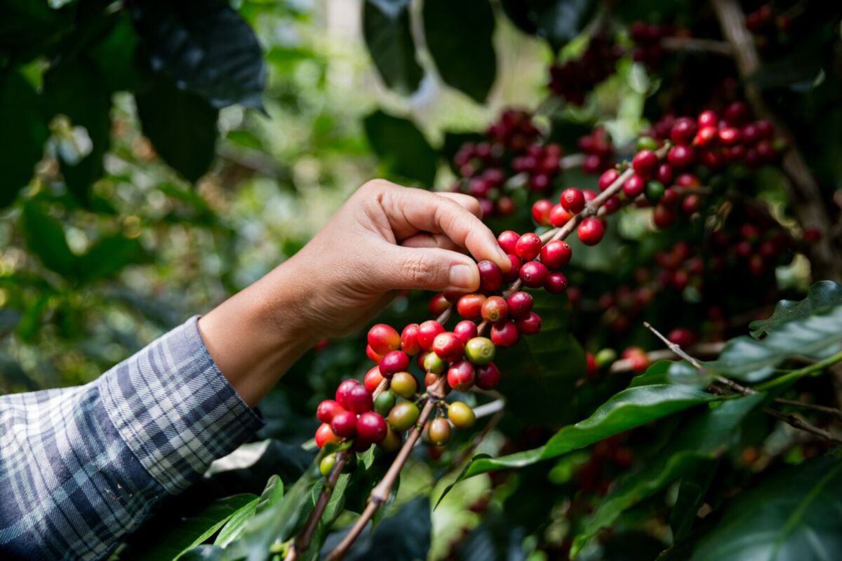 cosecha de café en Coatepec, pueblo mágico de veracruz