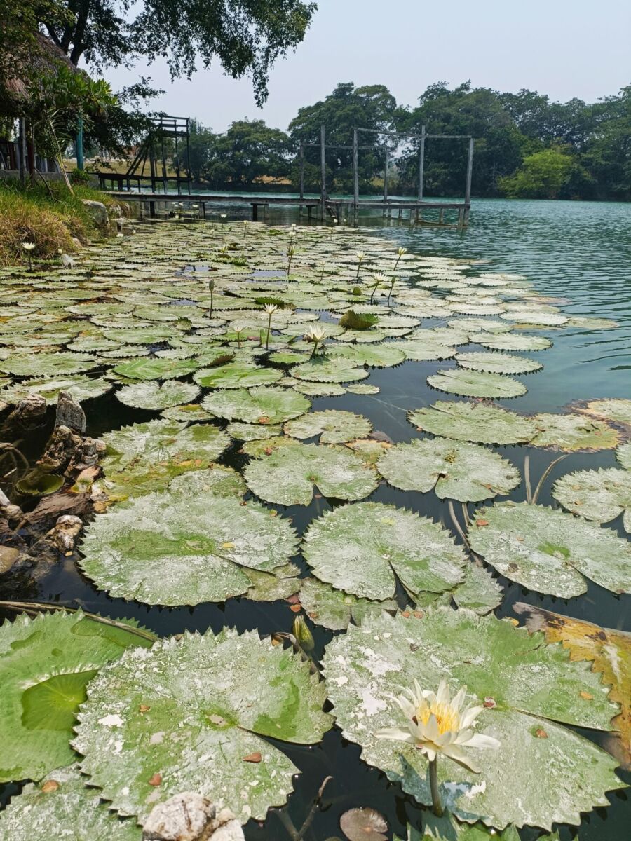 El Río Candelaria es el río más extenso y caudaloso de Campeche 