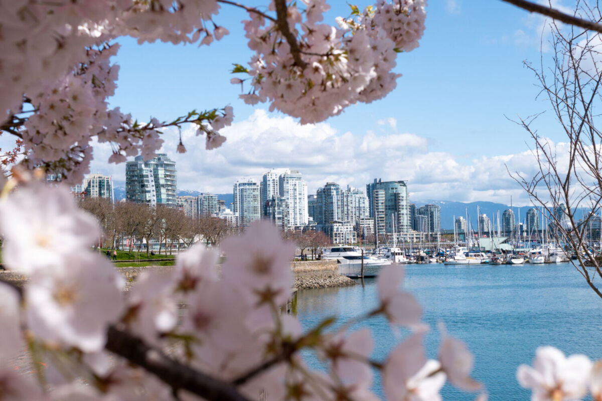 skyline de la costa de vancouver enmarcada por flores de cerezo