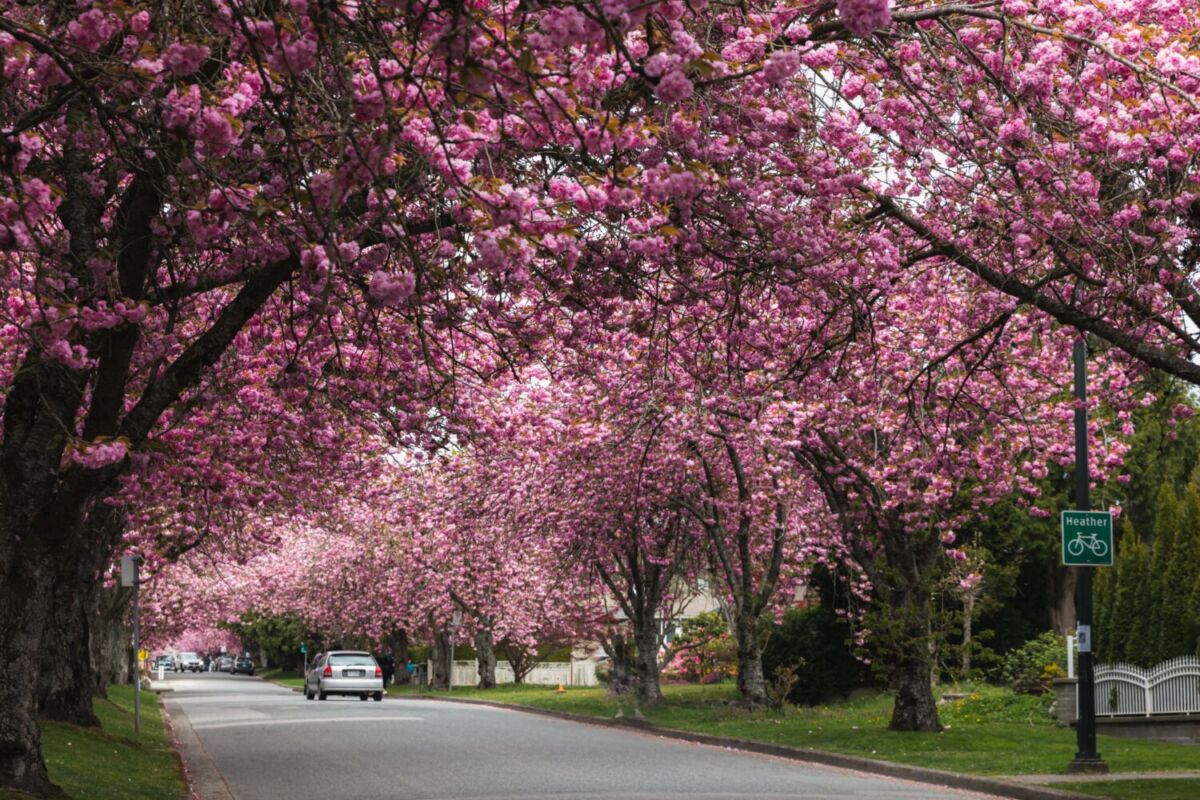 Hay una ciudad a solo 6 horas de la CDMX que compite con Kioto, pues se llena de cerezos rosas en primavera