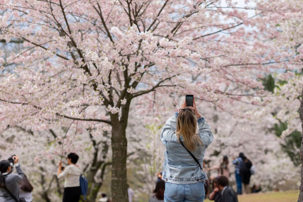mujer con chamarra de mezclilla fotografiando un árbol de cerezo