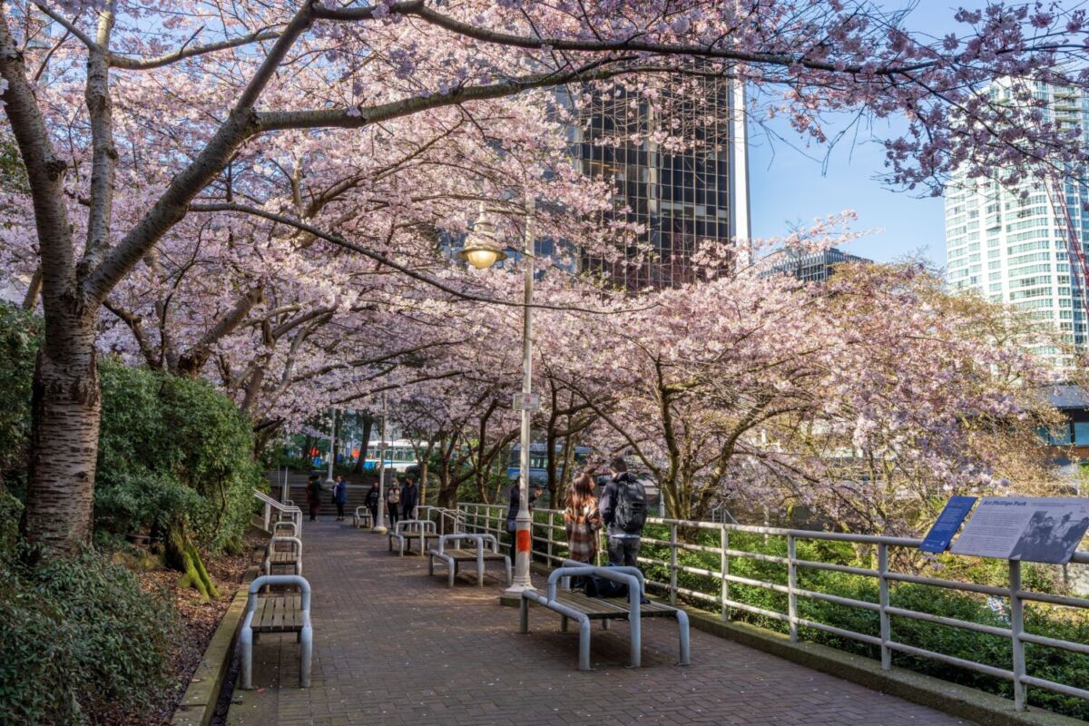 punte con bancas cubierto por árboles de cerezo