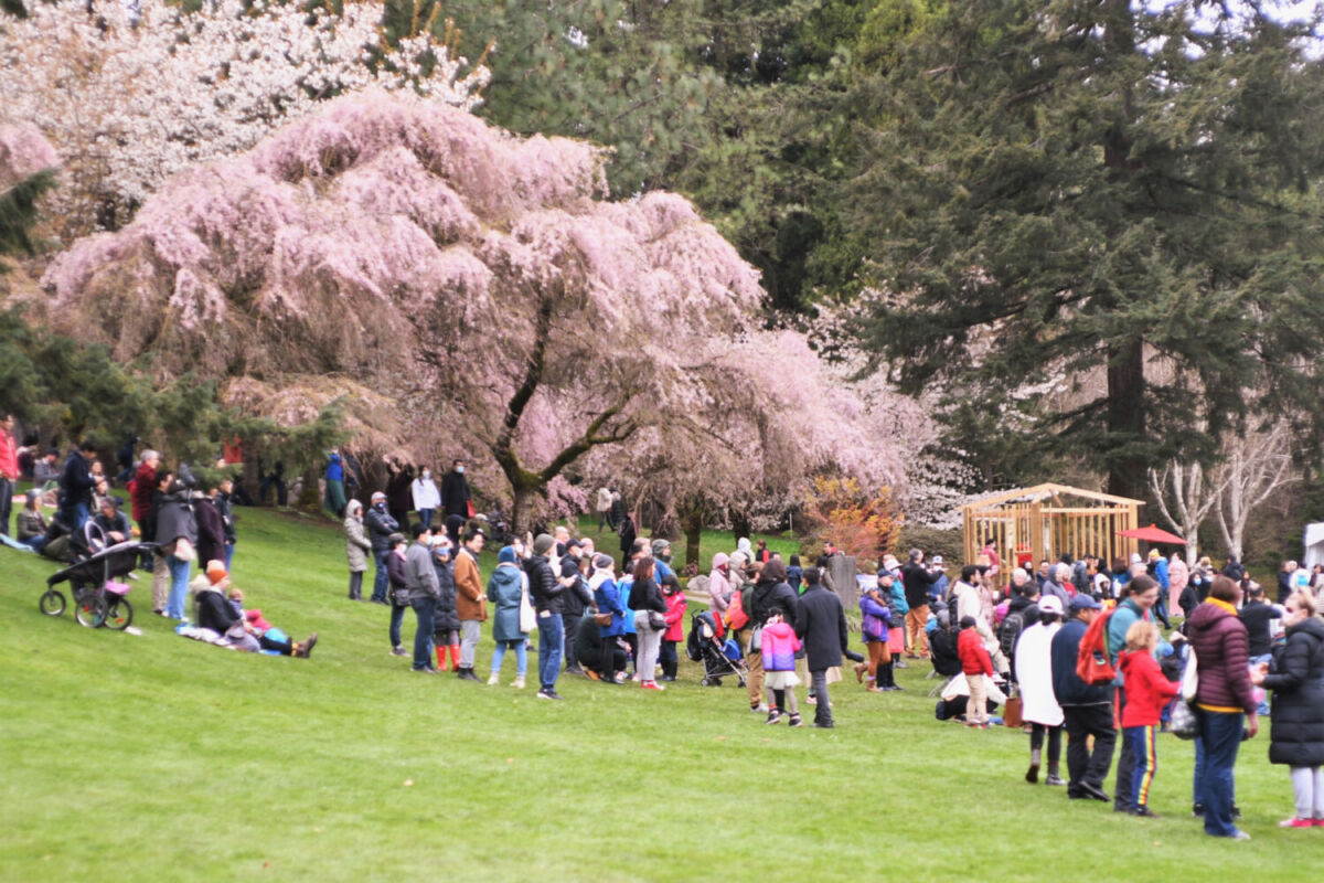 muchas personas reunidas en un parque con árboles de cerezo