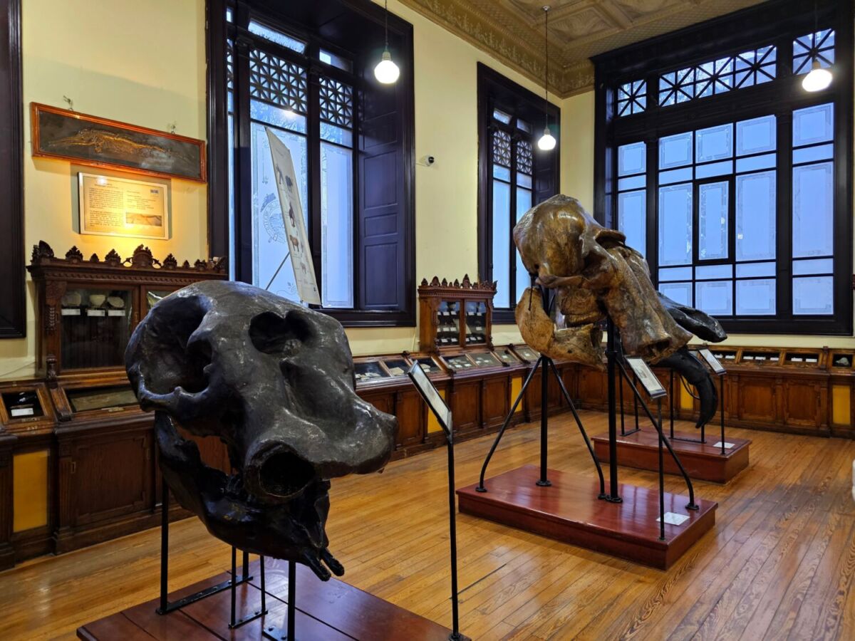 Interior del Museo de Geología UNAM en Santa María la Ribera con esqueletos de mamut y ventanales porfiríanos, CDMX