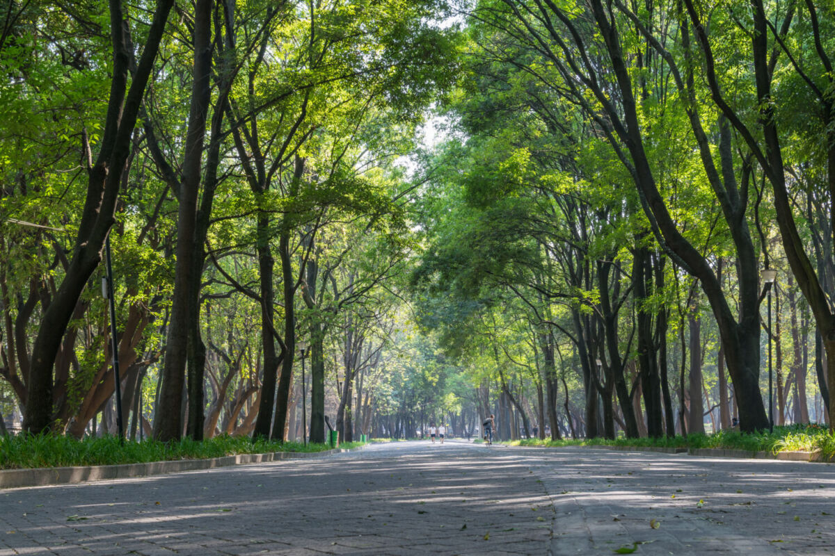 andador rodeado de árboles en el bosque de chapultepec
