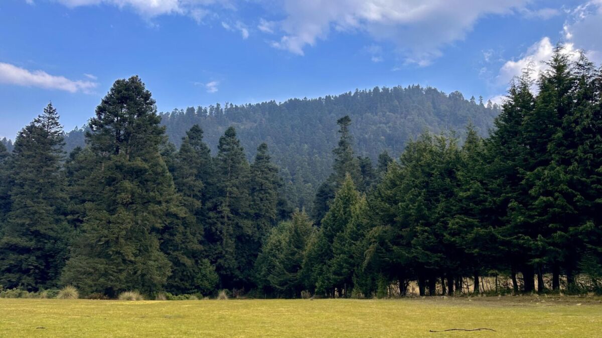 Un bosque de pino en la CDMX 