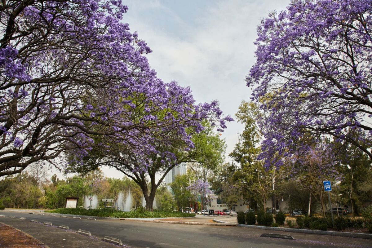 bosque mexicano con jacarandas 