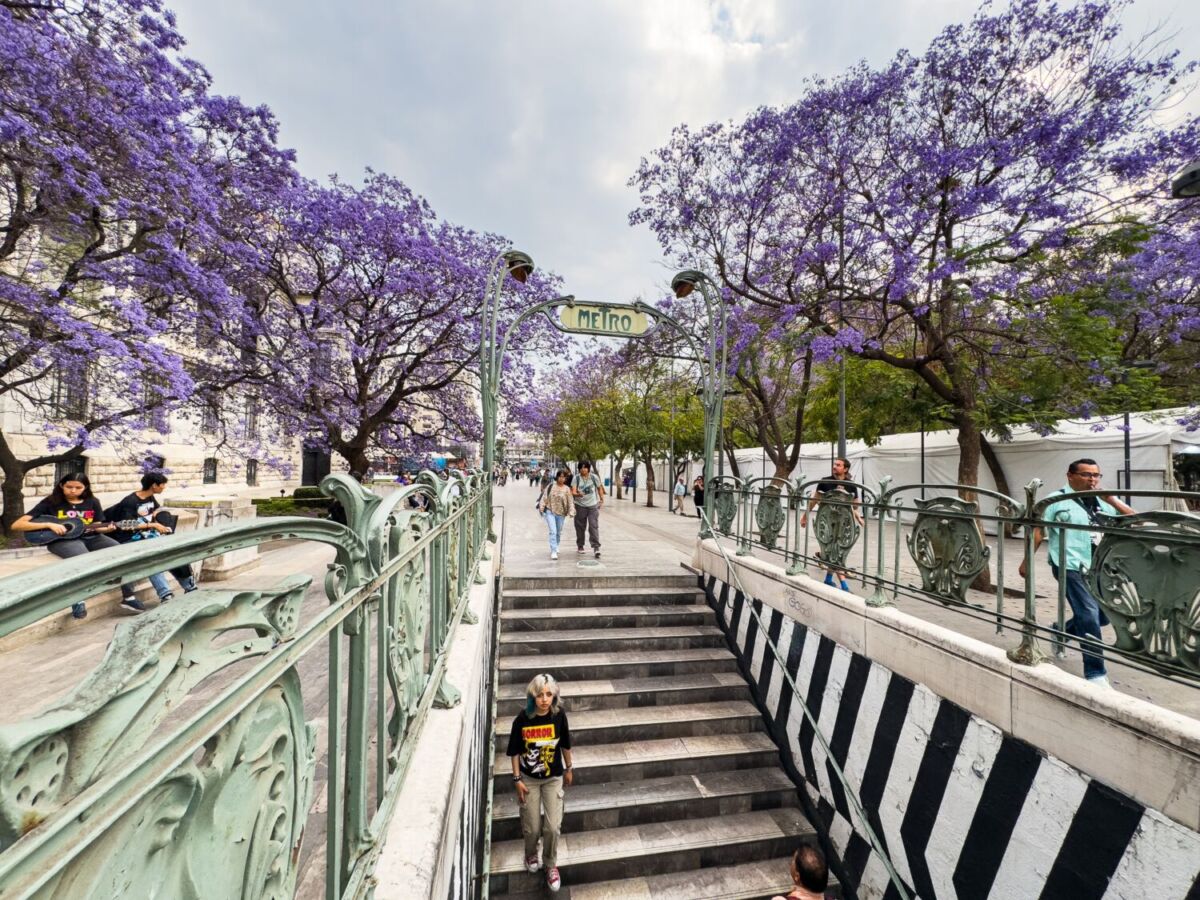Dónde ver jacarandas en la CDMX y tomar videos como los de Instagram