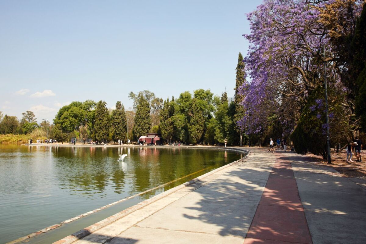 Lago rodeado de árboles de jacaranda 
