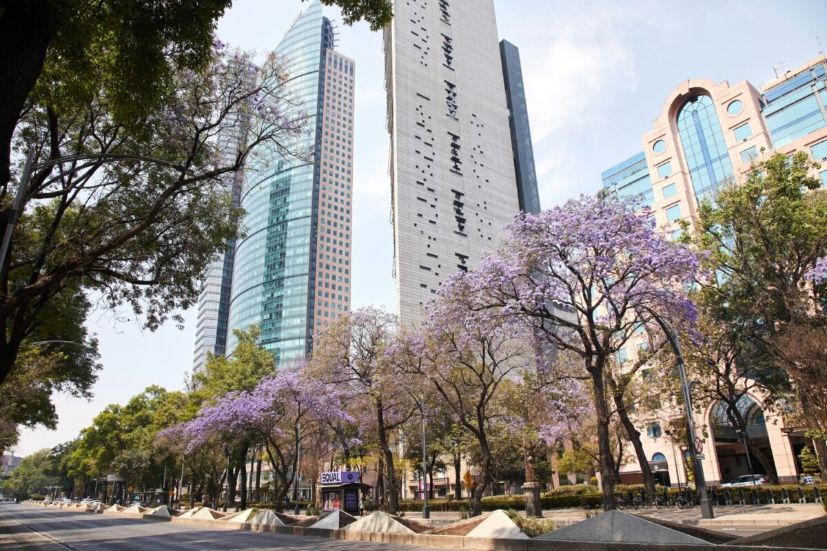 edificios en la ciudad de México con árboles de jacaranda 
