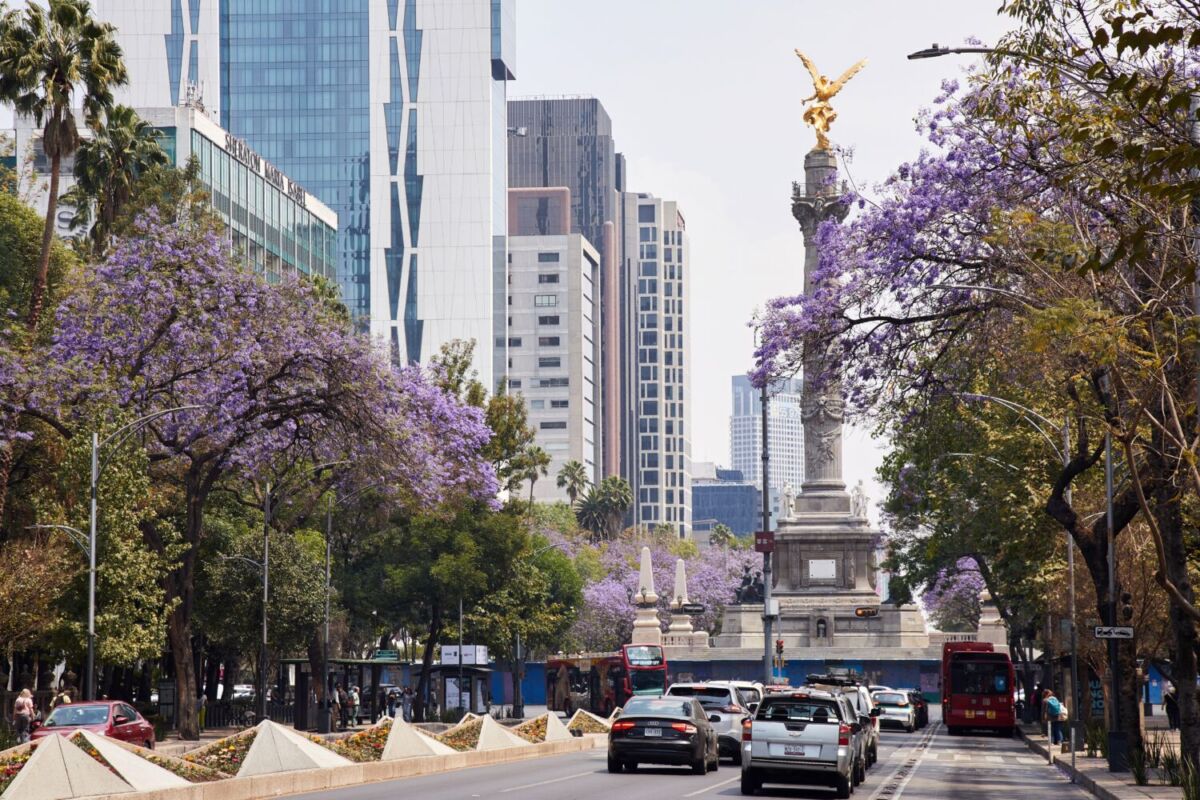 avenida en CDMX, repleta de jacarandas a los costados 