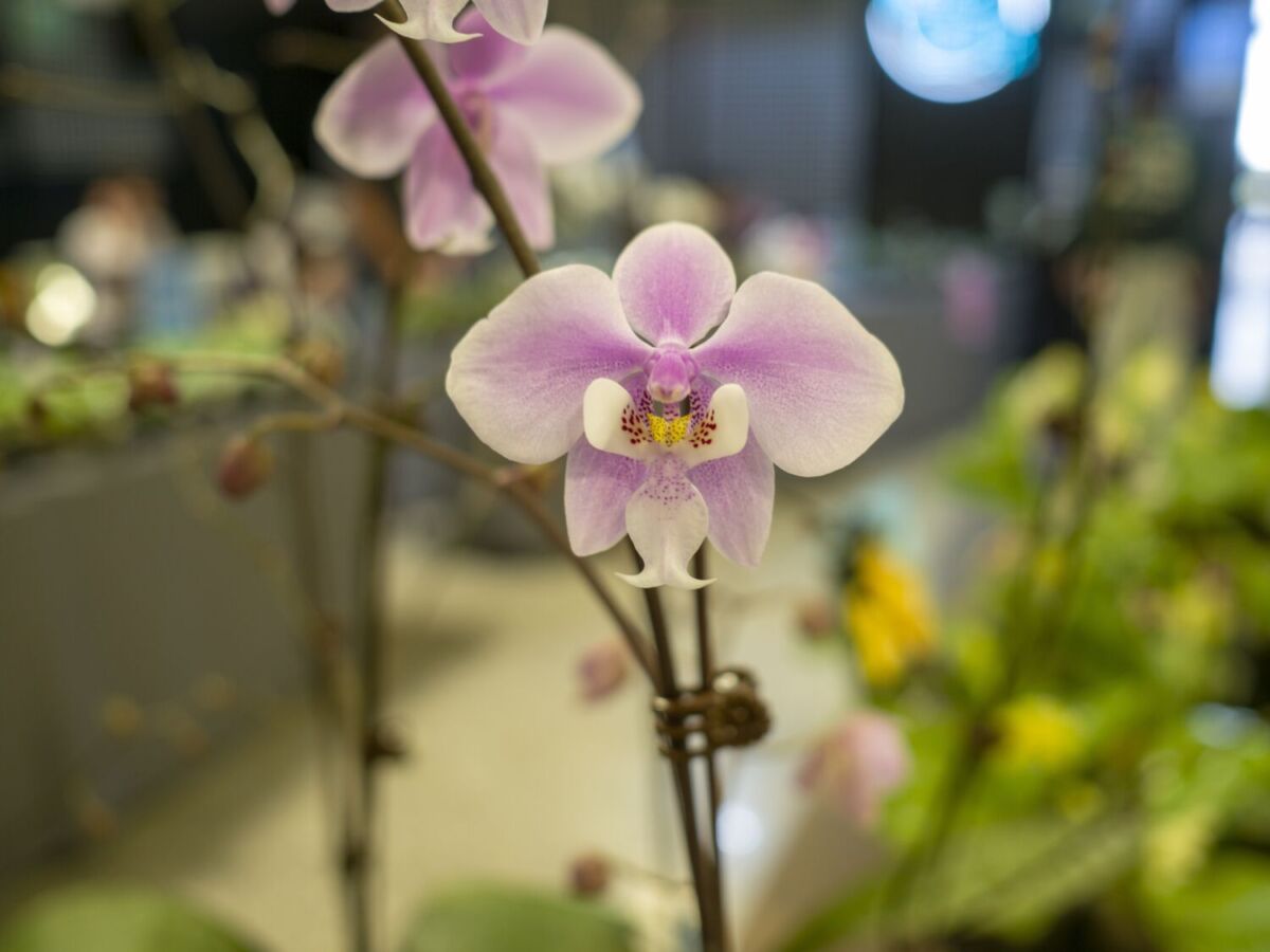 Ahora es el mejor momento para visitar la granja de orquídeas más grande de la CDMX (sin pagar nada)