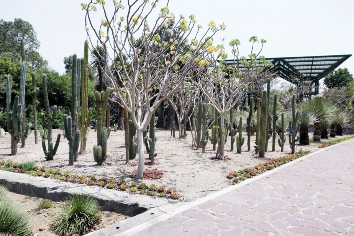 Jardín Matorral Xerófilo en el Parque Bicentenario con cactus columnares altos, árboles de tronco blanco pelado, suculentas y plantas desérticas sobre arena.