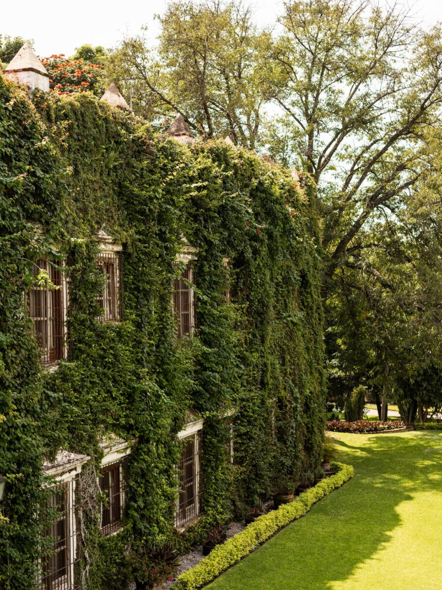 fachada de una hacienda antigua cubierta de hiedra
