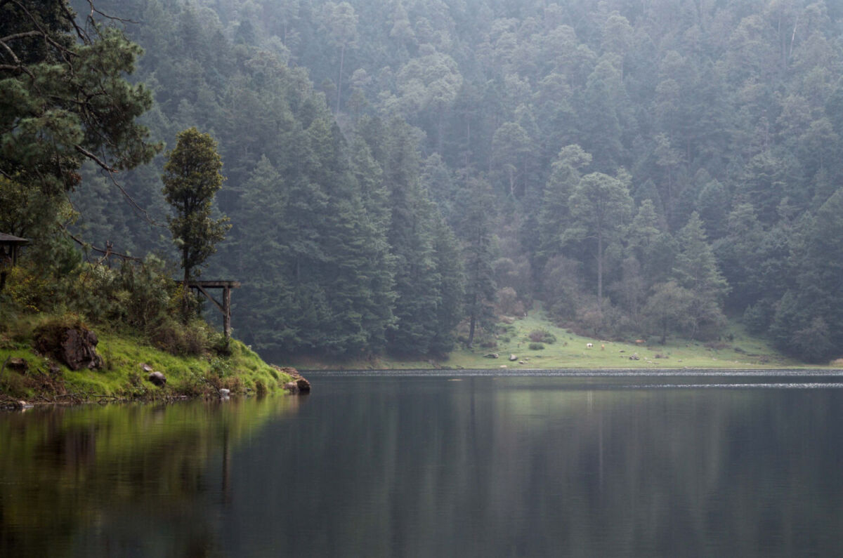laguna en medio de un bosque de niebla 
