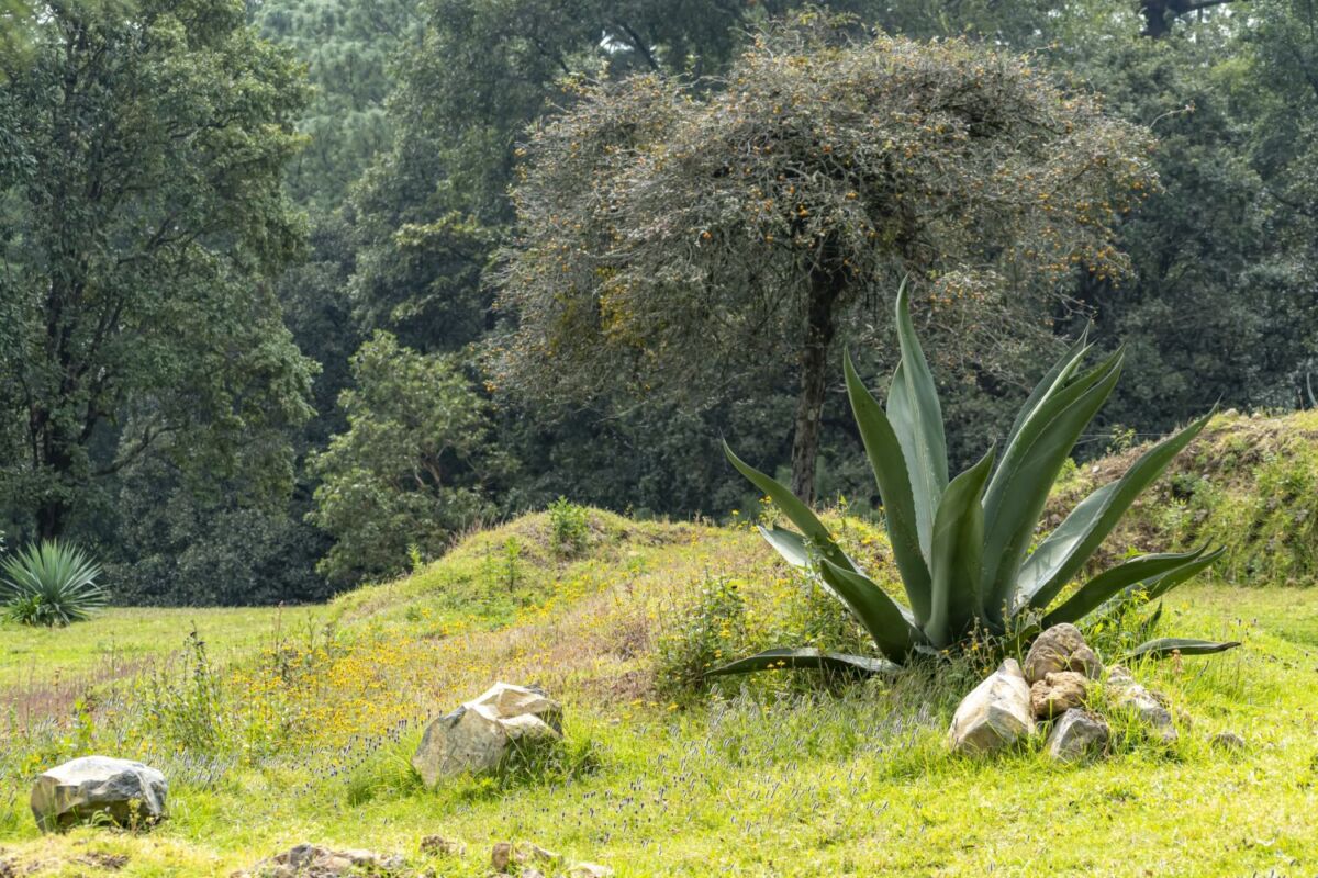 planta de pulque en el bosque 
