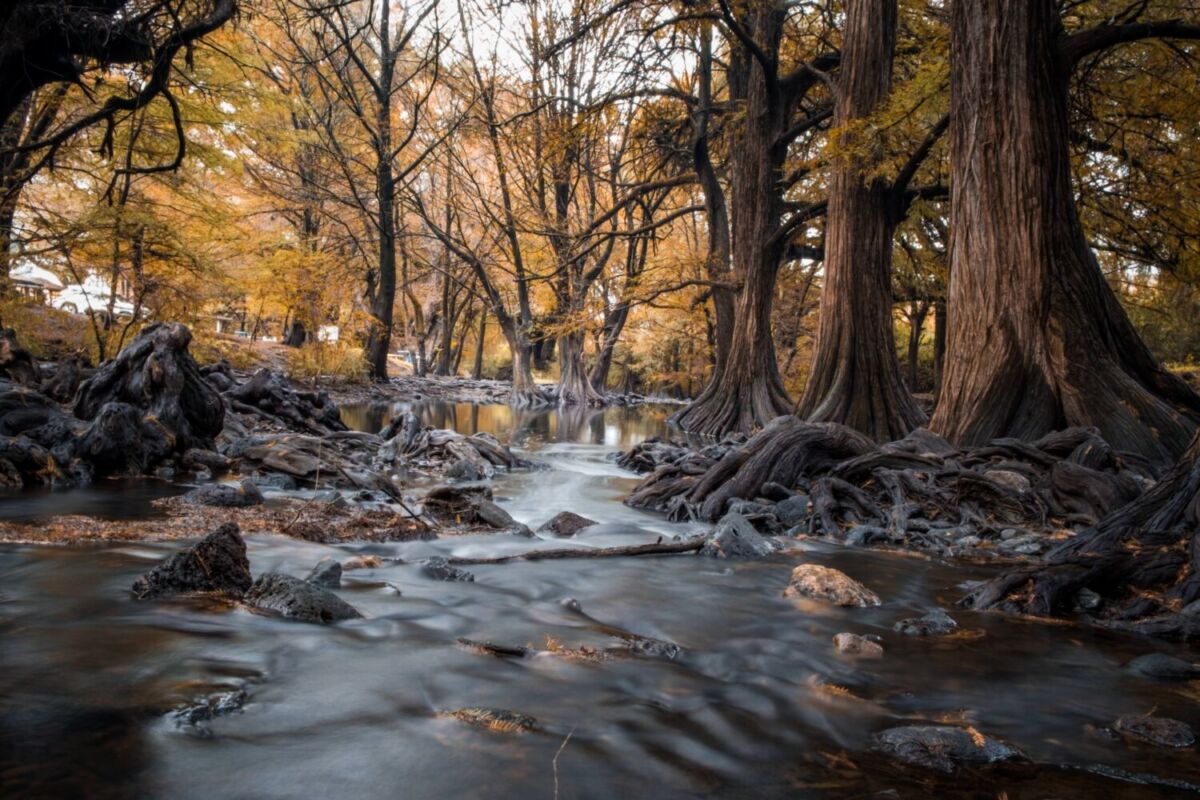 Raíces de los árboles y el río Colorado en el área natural Las Musas en Guanajuato