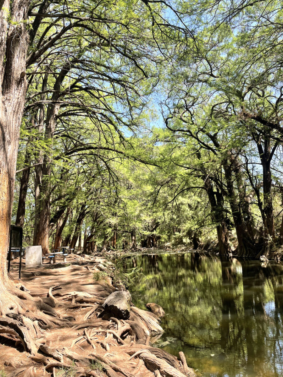 Raíces de los árboles y el río Colorado en el área natural Las Musas en Guanajuato