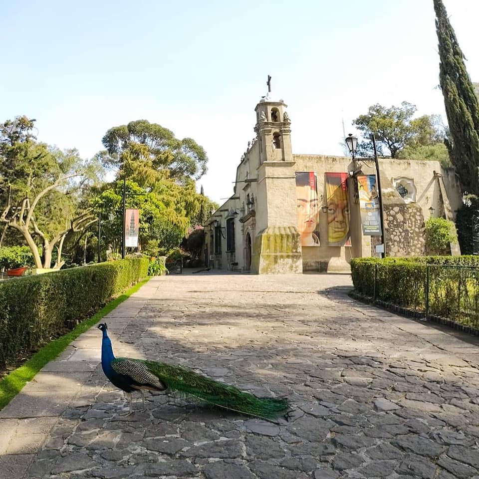 camino hacia el edificio principal del museo dolores olmedo, con un pavorreal al frente